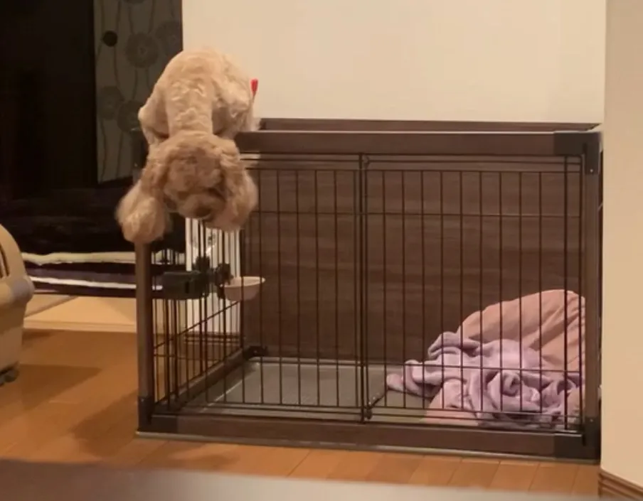 モナの脱走